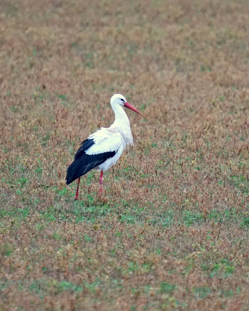 Cigogne 2