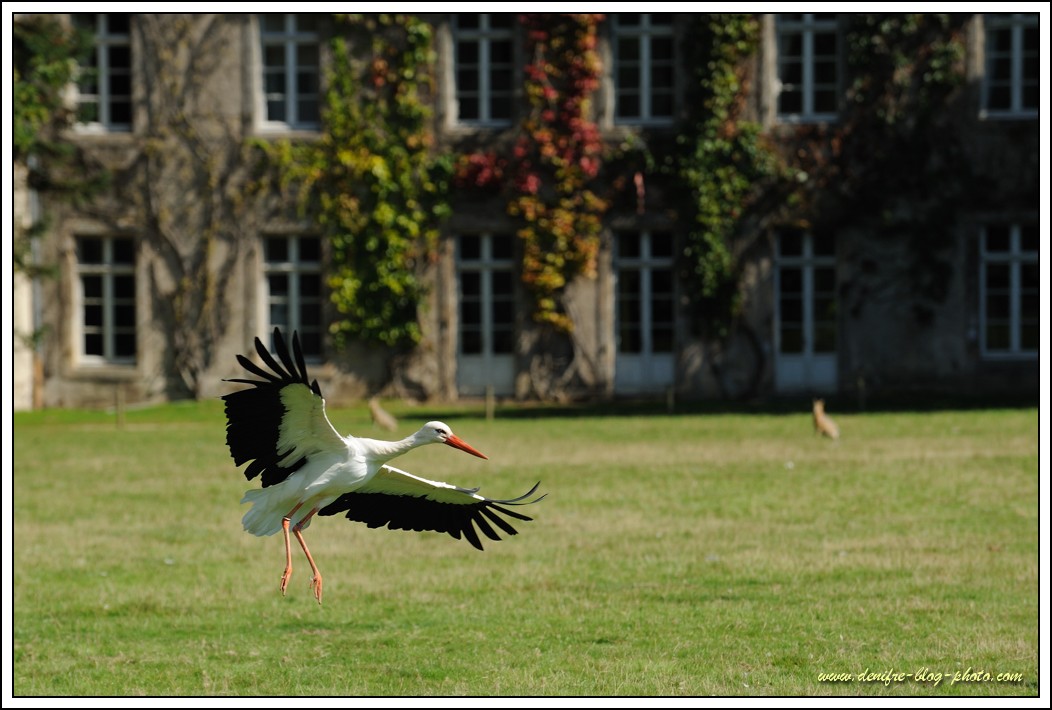 Cigogne 2