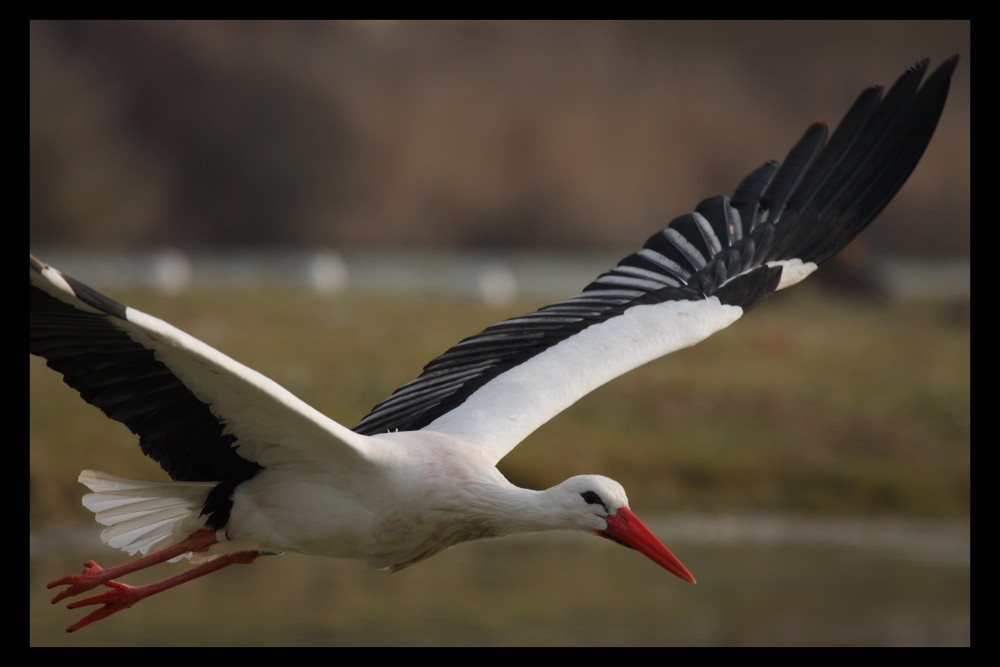 Cigogne (2)