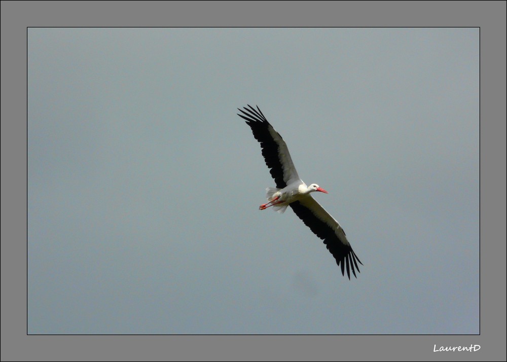 Cigogne