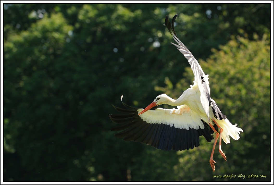 Cigogne