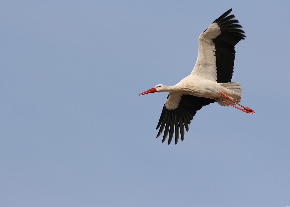 Cigogne