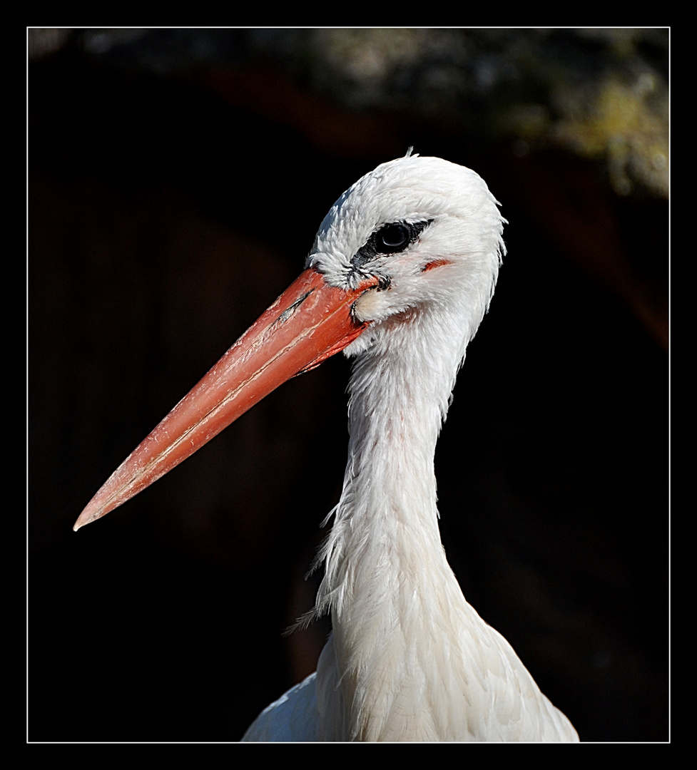 Cigogne