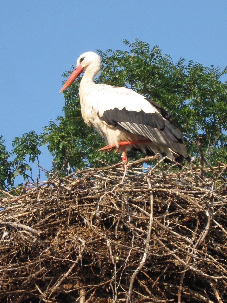 Cigogne