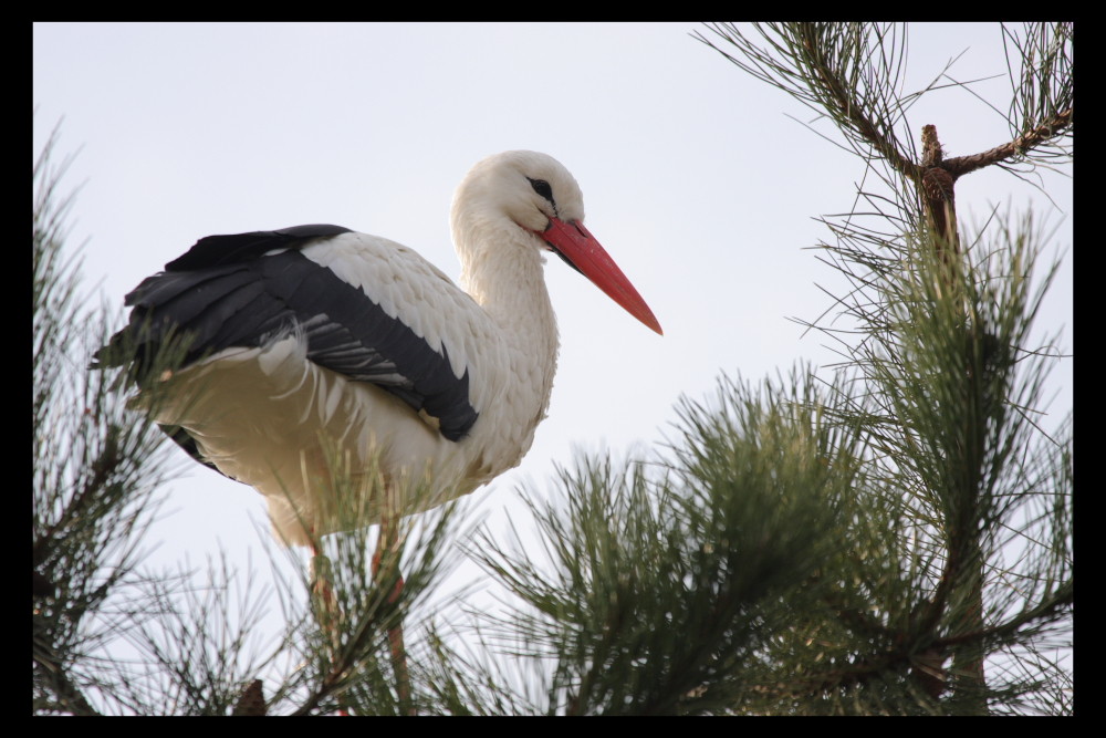 Cigogne