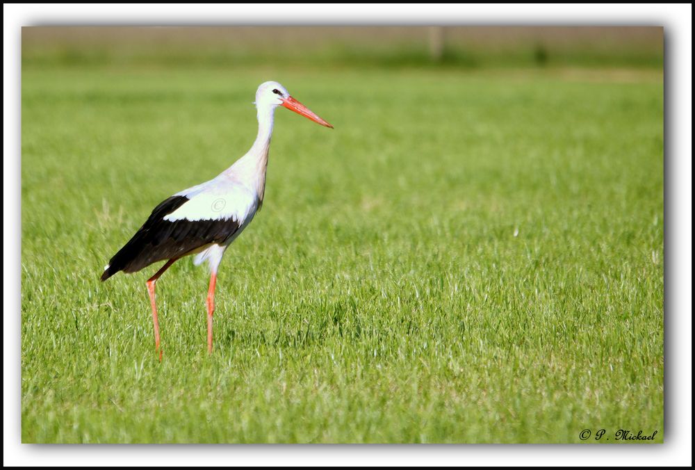 Cigogne