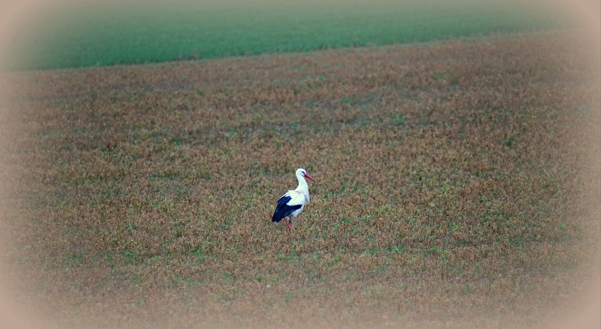 Cigogne 