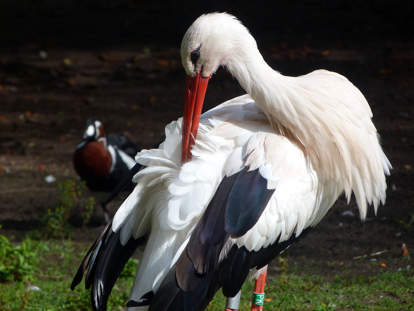 Cigogne