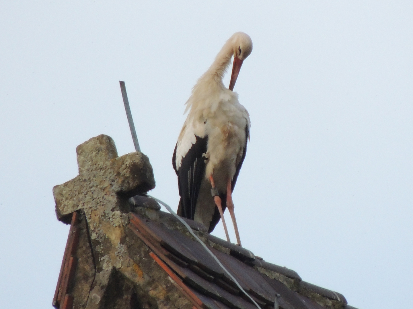 Cigogne