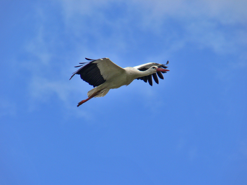 cigogne