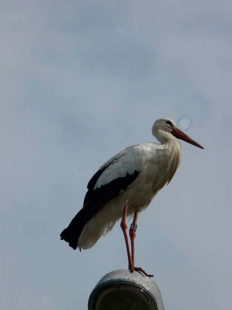 Cigogne