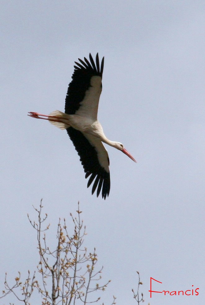 Cigogne