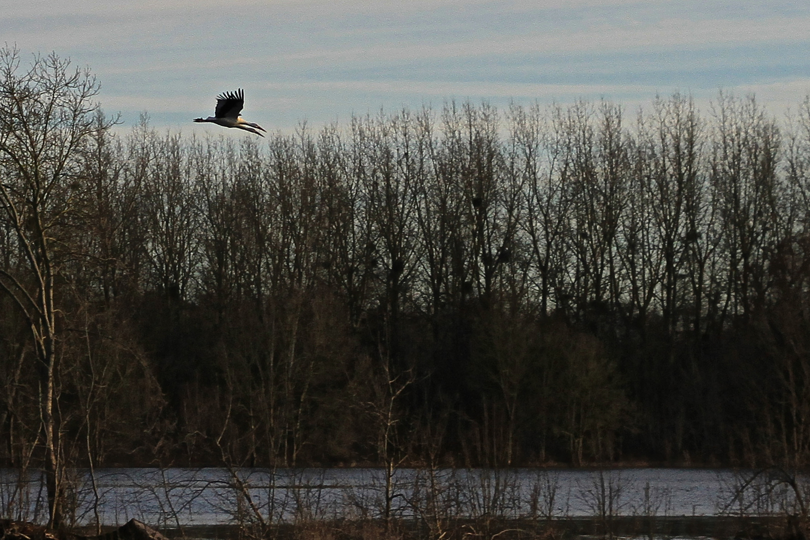 Cigogne à 2 têtes !