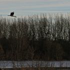 Cigogne à 2 têtes !