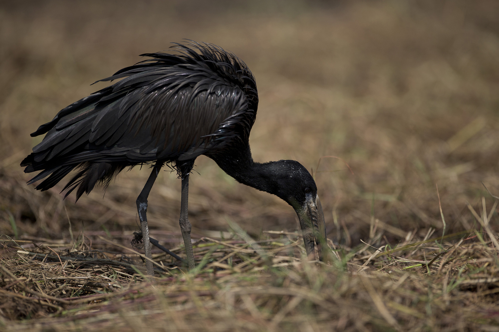 Cigogne à bec ouvert.