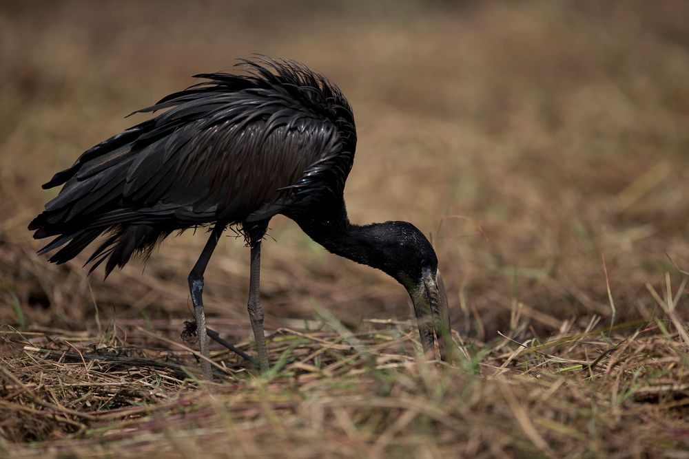 Cigogne à bec ouvert. de Patrick FEREC 