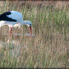 Cigogne à la pêche