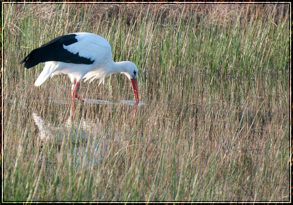 Cigogne à la pêche