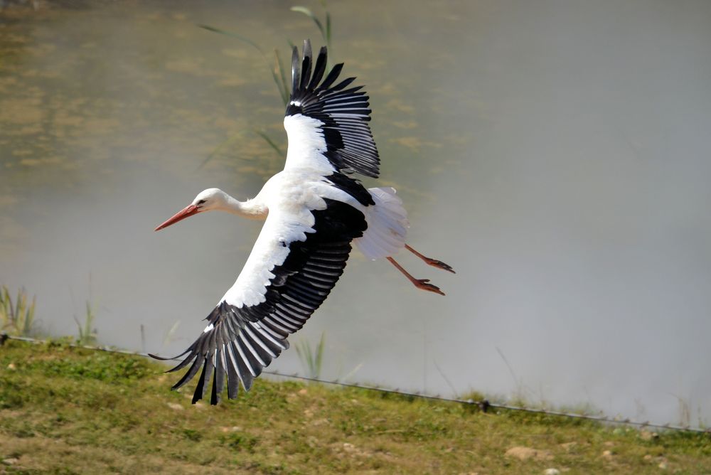 CIGOGNE A L'ATTERRISSAGE