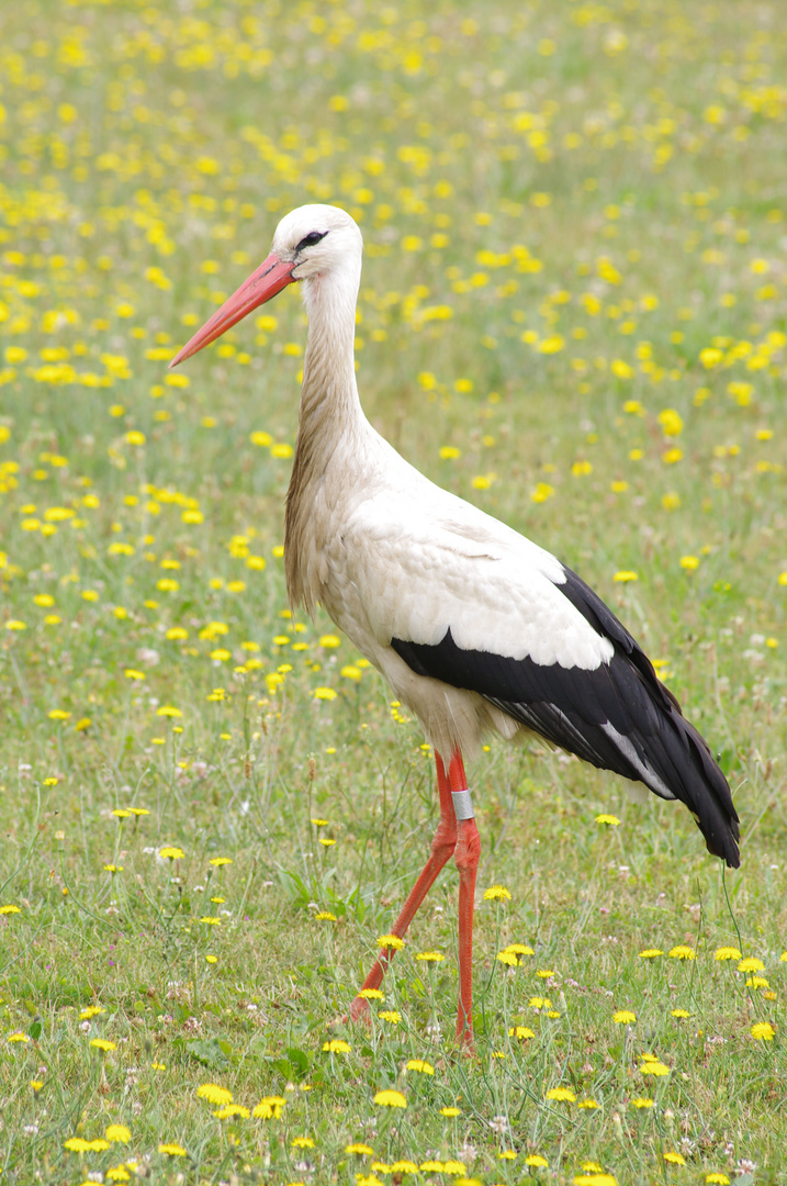 cigogne