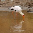 cigogne africaine