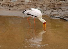 cigogne africaine