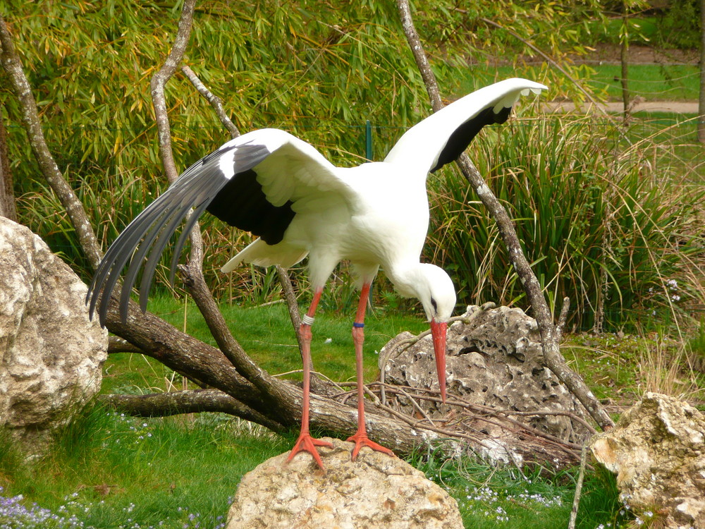 cigogne au botanique