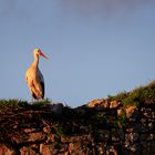 Cigogne au coucher de soleil.