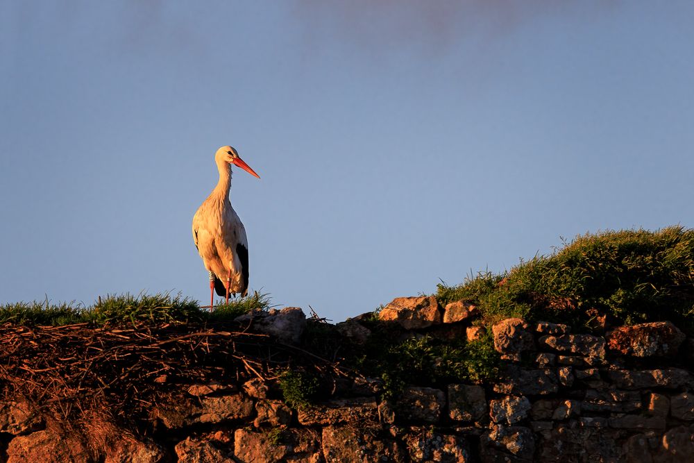 Cigogne au coucher de soleil.