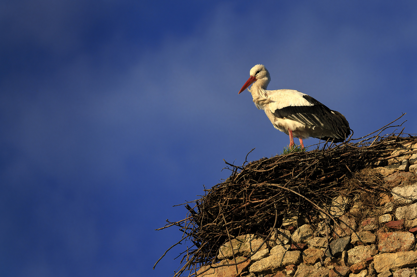 Cigogne au nid