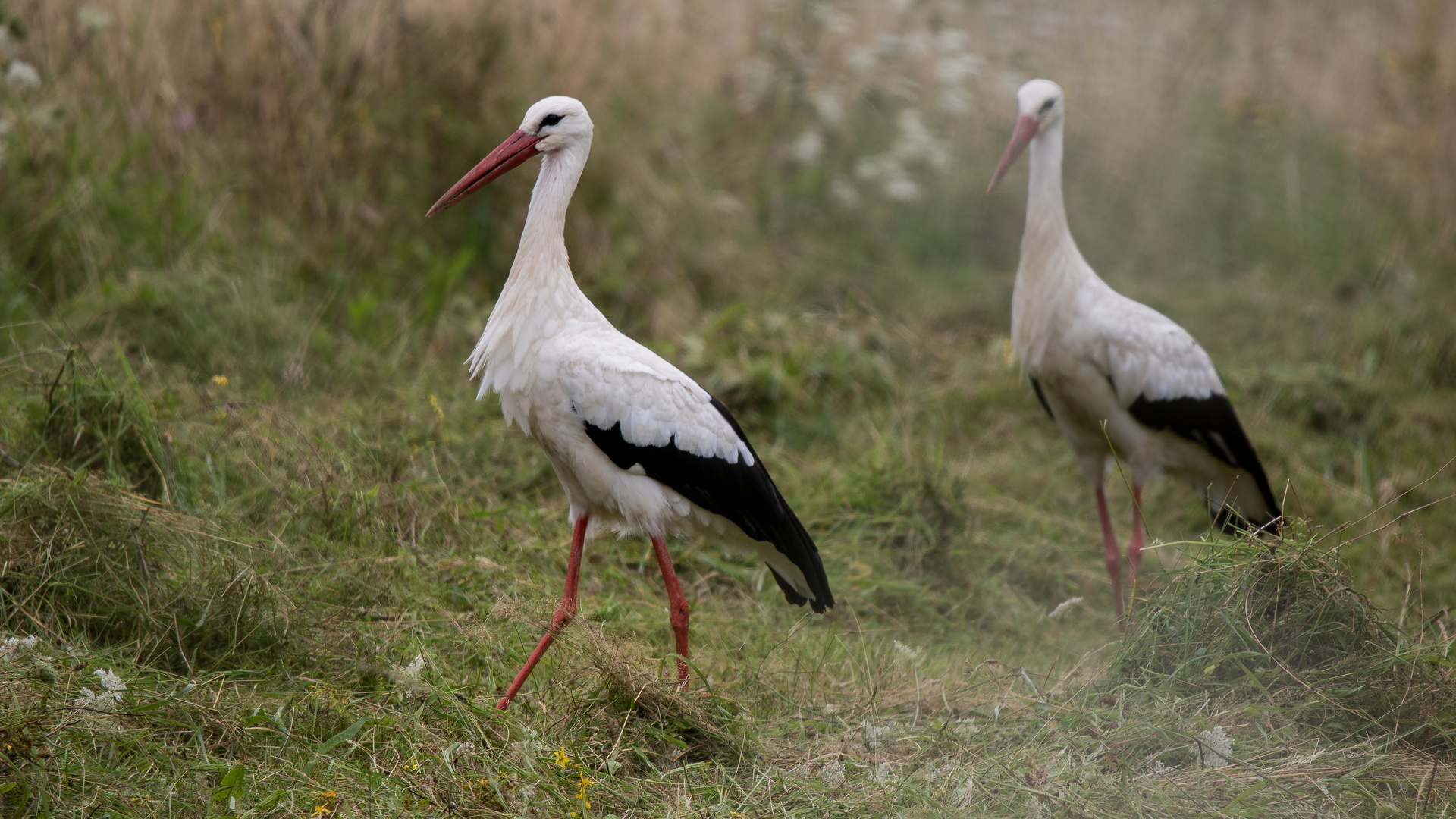 Cigogne 