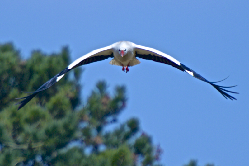 Cigogne Blanche 2