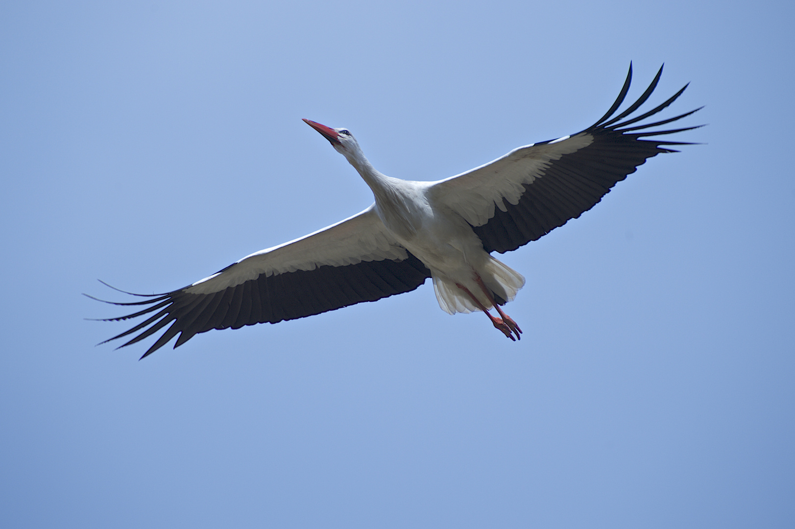 Cigogne Blanche