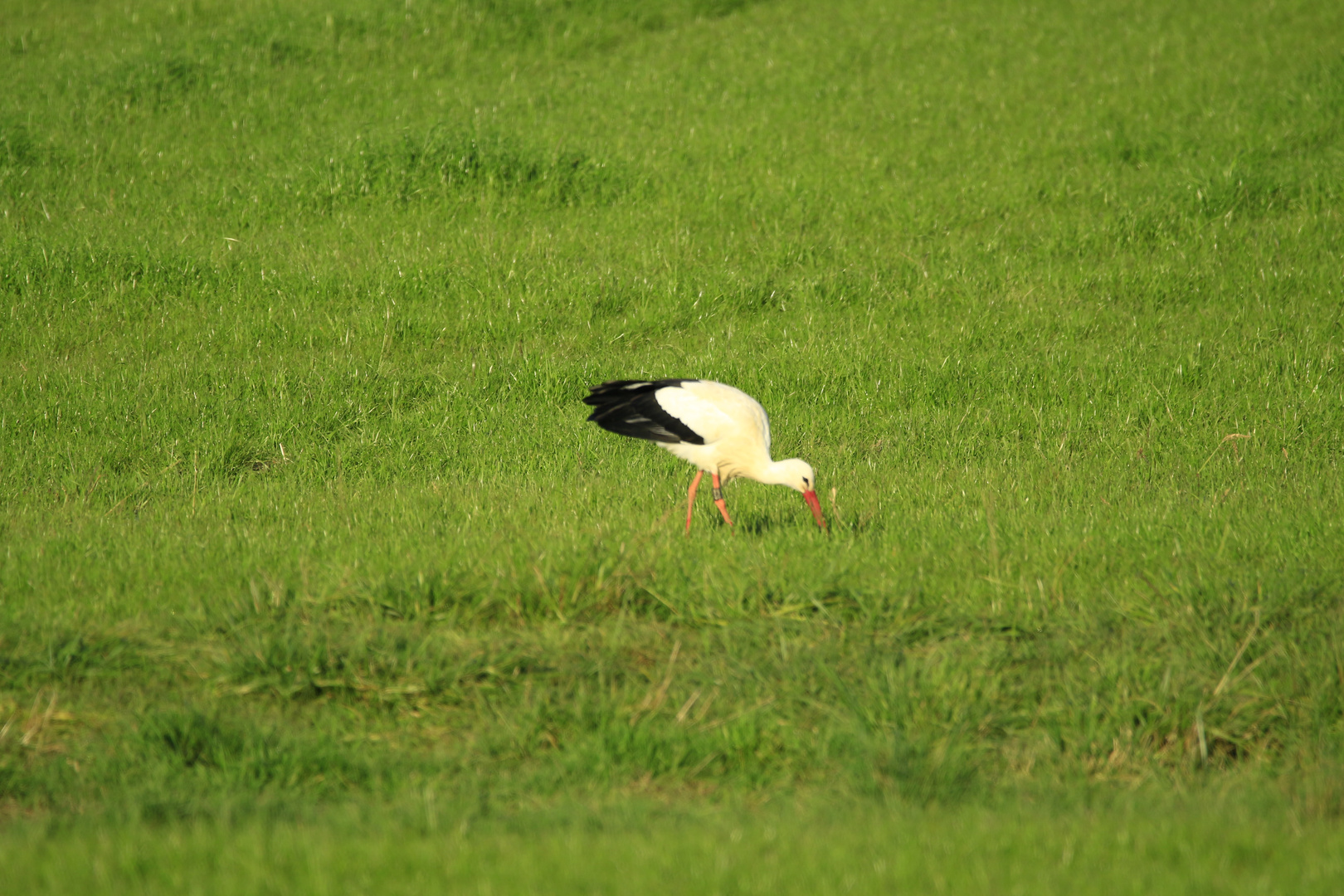 Cigogne Blanche