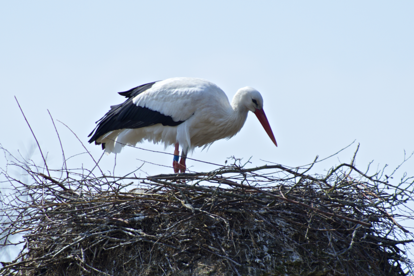 Cigogne Blanche 3