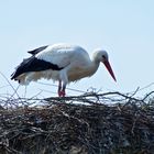 Cigogne Blanche 3