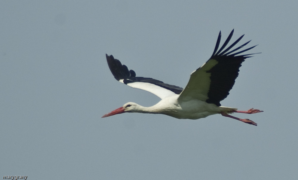 cigogne blanche