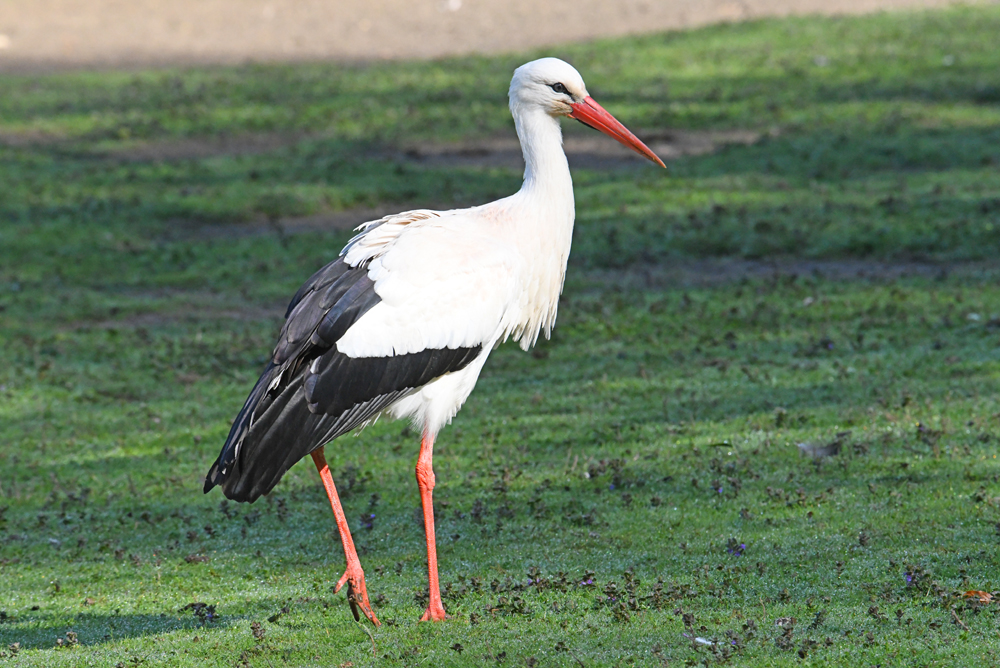 Cigogne blanche photo et image | animaux, animaux sauvages, oiseaux