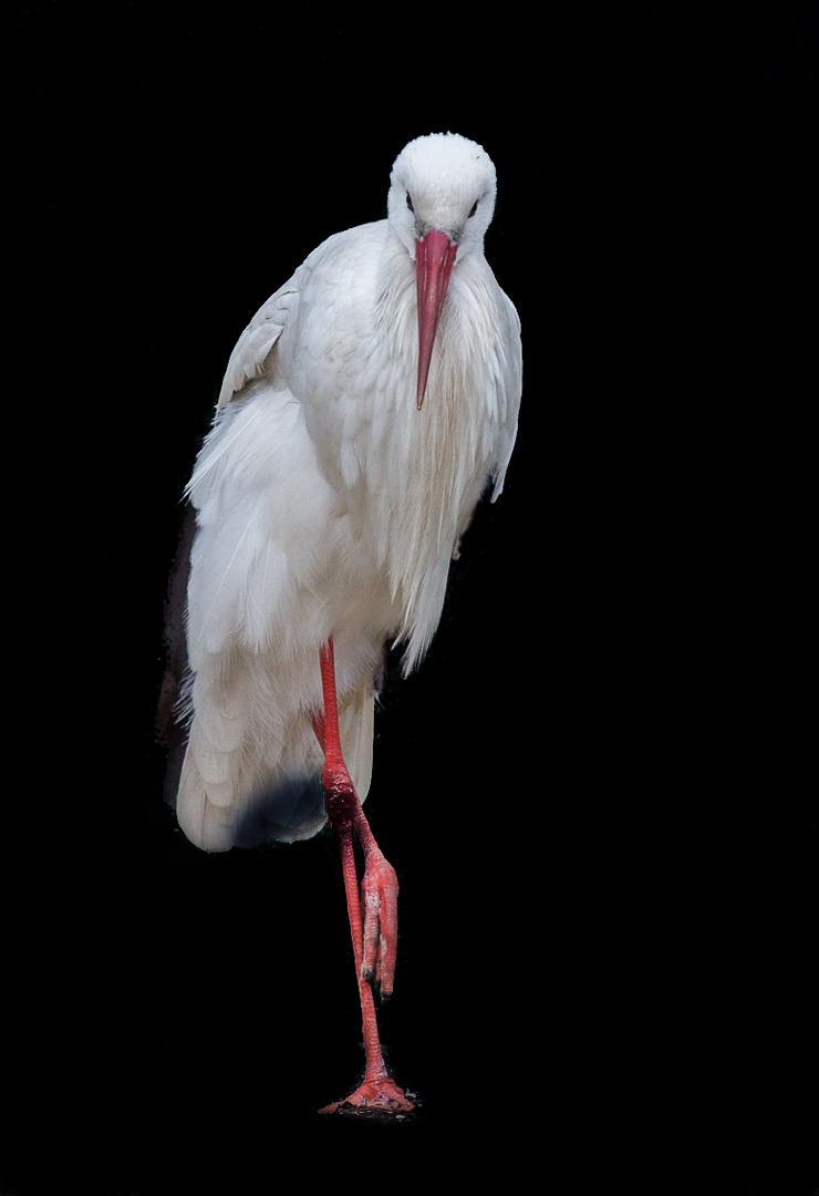 Cigogne blanche