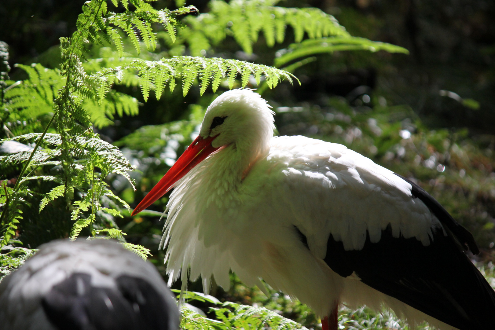 Cigogne blanche