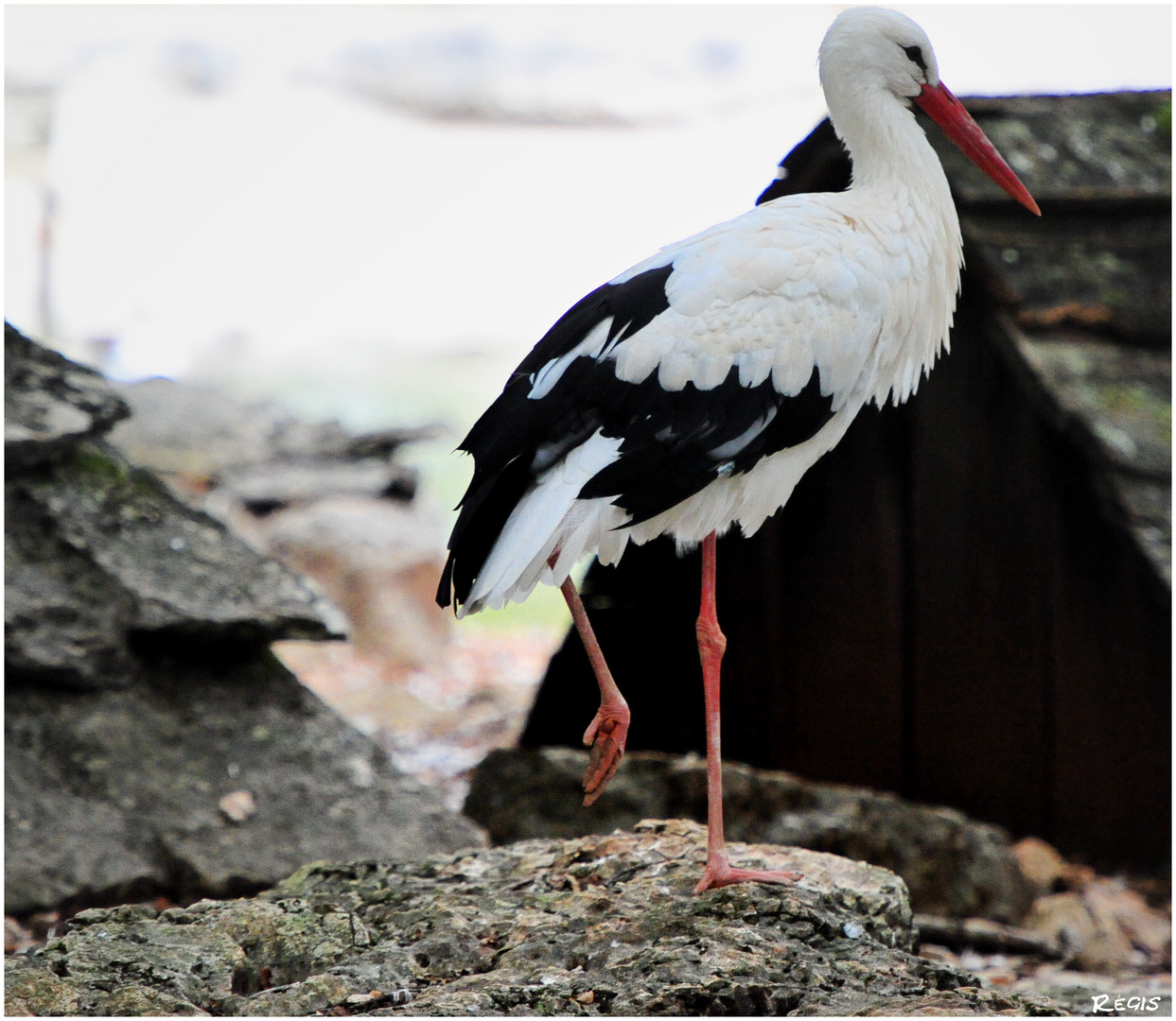 Cigogne Blanche