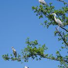 cigogne blanche - hérons cendré