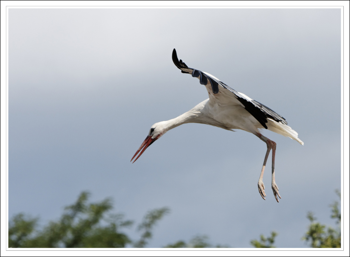 Cigogne