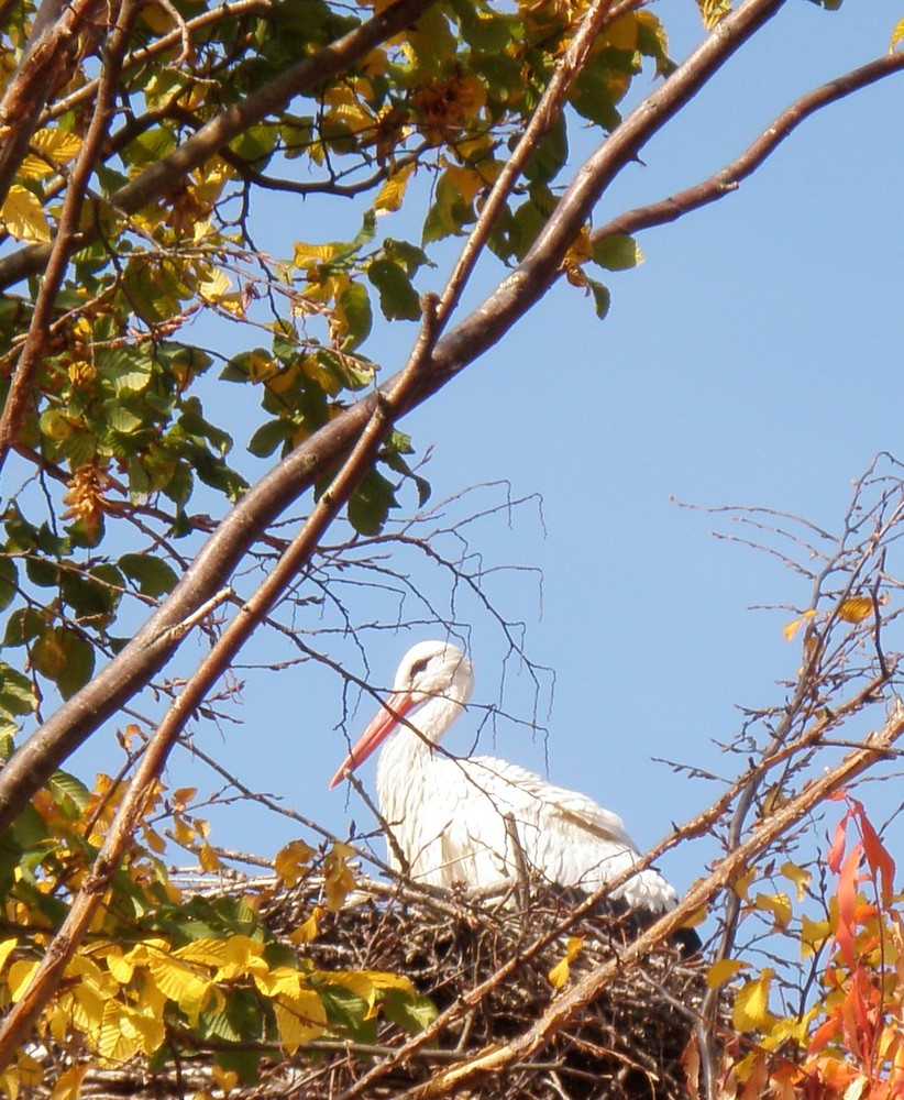 Cigogne d'Alsace