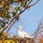 Cigogne d'Alsace