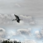 Cigogne dans les nuages