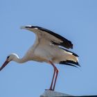 Cigogne de Harprich