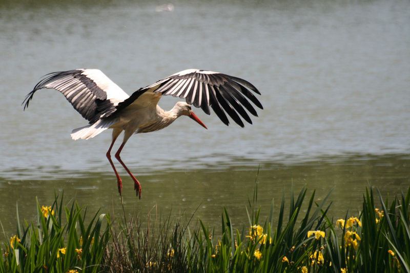 cigogne