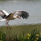 cigogne