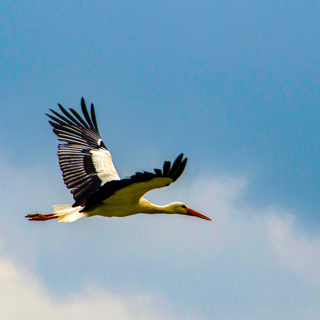 Cigogne